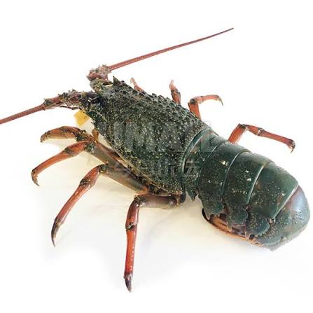 大青龙虾（称重/kg）