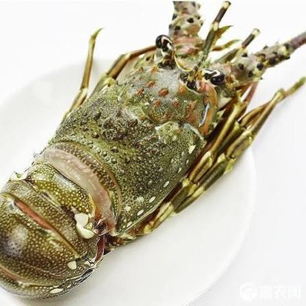 大青龙虾（称重/kg） 图 4
