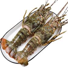 大青龙虾（称重/kg） 图 2