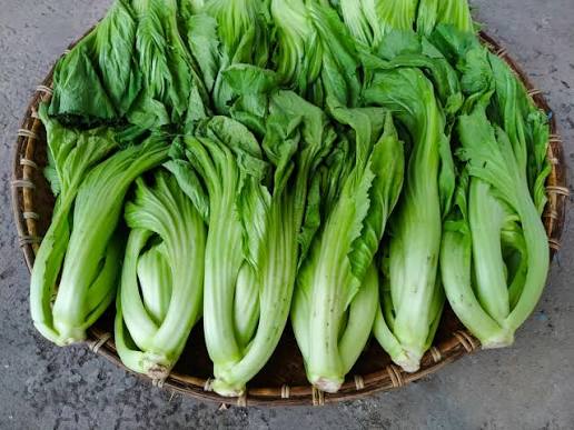 长芥菜 kg